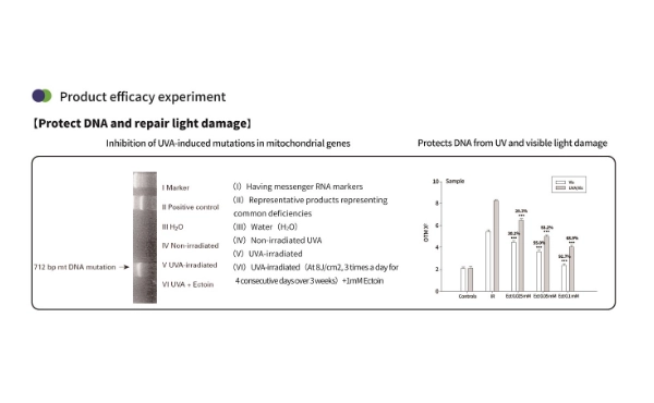 Пудра с эктоином для кожи: защита, восстановление и естественное увлажнение