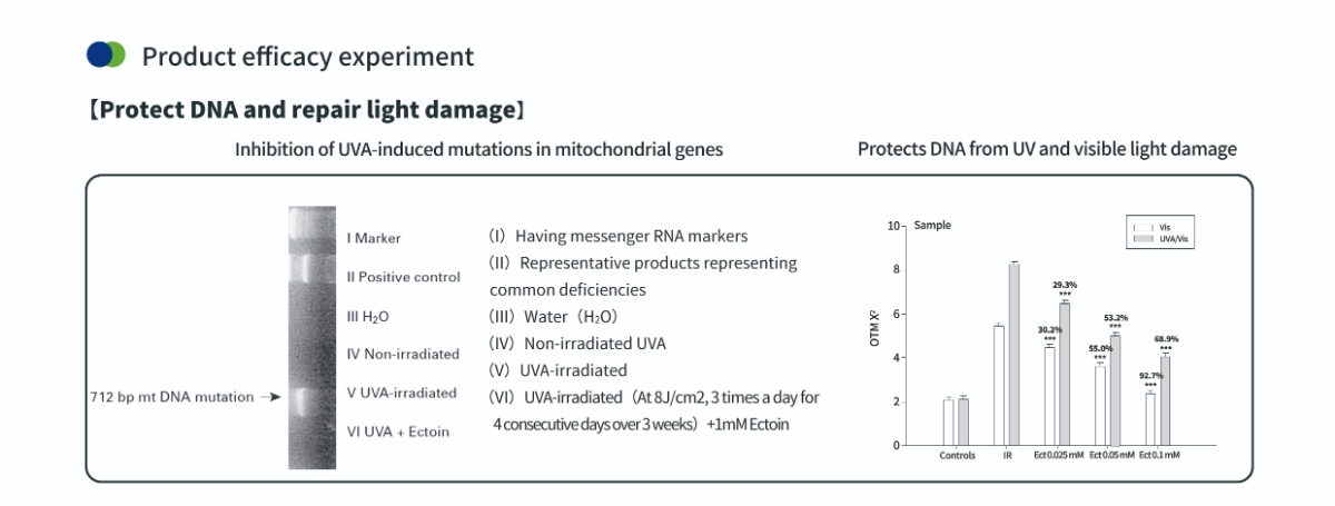Защита ДНК с помощью порошка эктоина для кожи